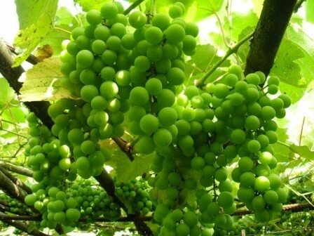 польза зеленого винограда