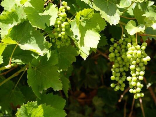 полезные свойства винограда