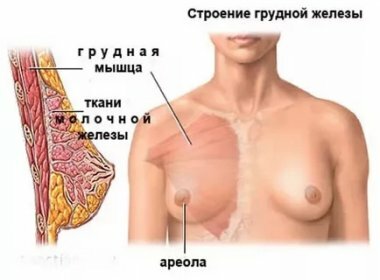Вся правда о том, как можно увеличить женскую грудь без операции