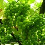 Зеленый виноград и его полезные свойства