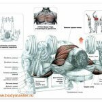 Как накачать грудные мышцы гантелями упражнениями на грудь