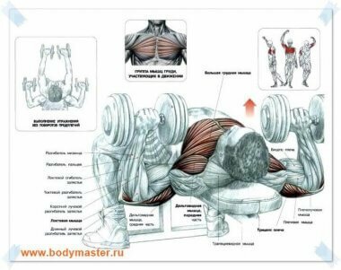 Как накачать грудные мышцы гантелями упражнениями на грудь